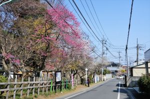 裏高尾町・関所梅林