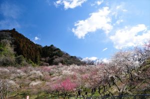 裏高尾町・木下沢梅林