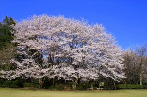 片倉町・片倉城址公園