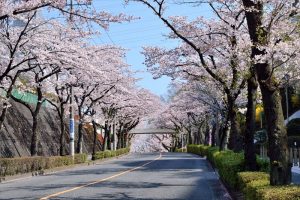 丹木町・創価大学