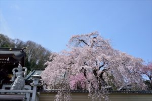 丹木町・円通寺