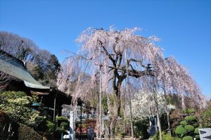 高尾町・金南寺