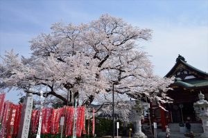 初沢町・大光寺