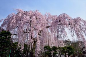 初沢町・高楽寺