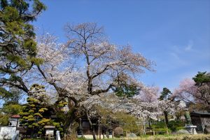 散田町・真覚寺