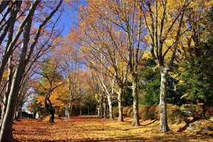 富士森公園