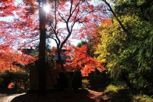 滝山城址